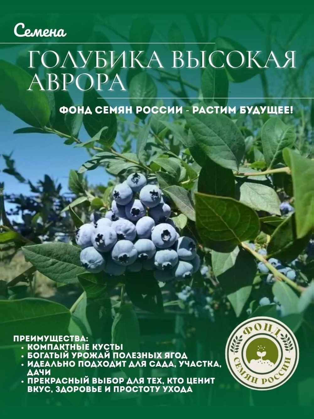 Голубика, Аврора, Семена Ягод, 0.01 гр.