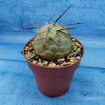 Tephrocactus Geometricus (Тефрокактус)