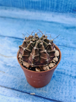 Gymnocalycium Friedrichii (Гимнокалициум)