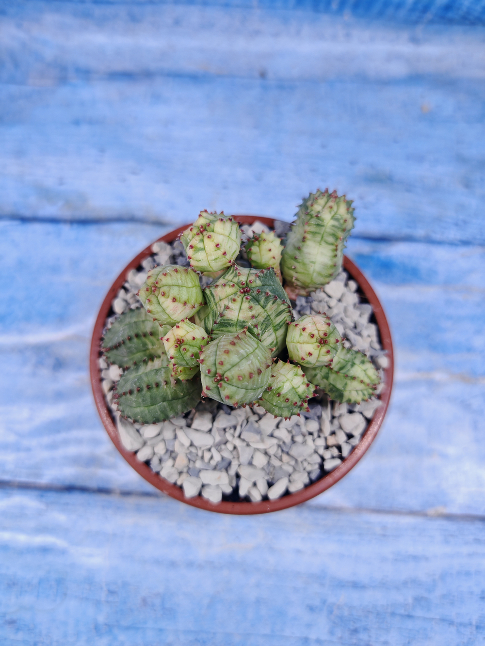Euphorbia Pseudoglobosa variagate (Эуфорбия)
