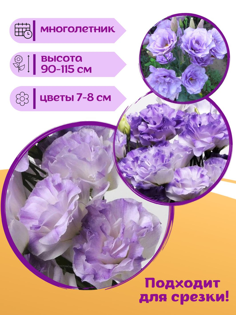 Семена Эустома высокорослая многолетняя Белая, Лизиантус комнатный + торфяные таблетки Jiffy в подарок, 5шт