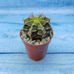 Gymnocalycium Friedrichii (Гимнокалициум)
