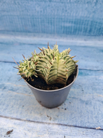 Euphorbia meloformis f. Variegated (Эуфорбия вариегатная)
