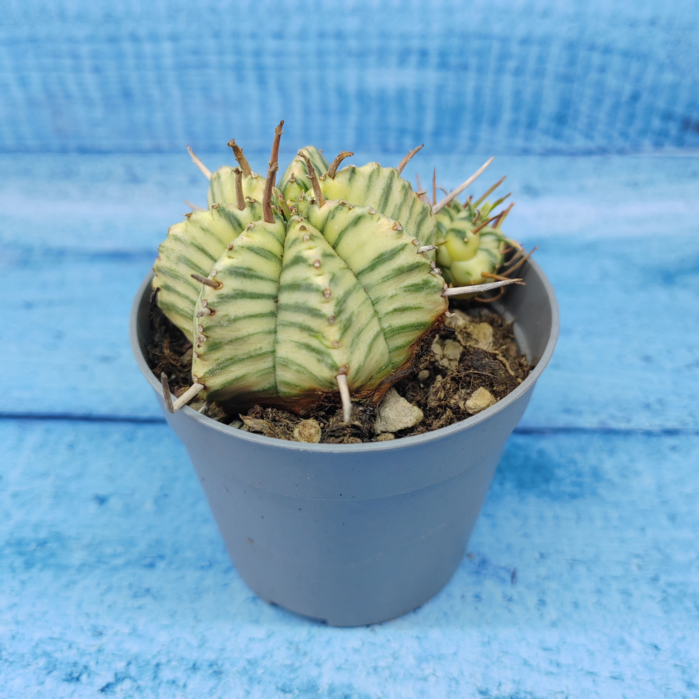 Euphorbia meloformis f. Variegated (Эуфорбия вариегатная)