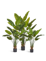 Стрелиция New Style зелёная в-160 см (13 листов)(Sensitive Botanic) c UV-защитой 4/4 10.072435N/UVG