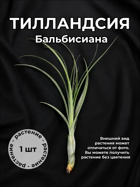 Тилландсия Бальбисиана (Balbisiana), атмомферное — живое растение