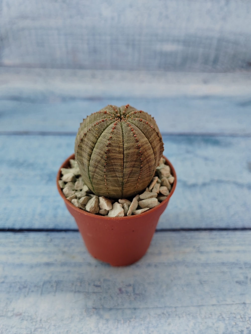 Euphoria Obesa (Эуфорбия)