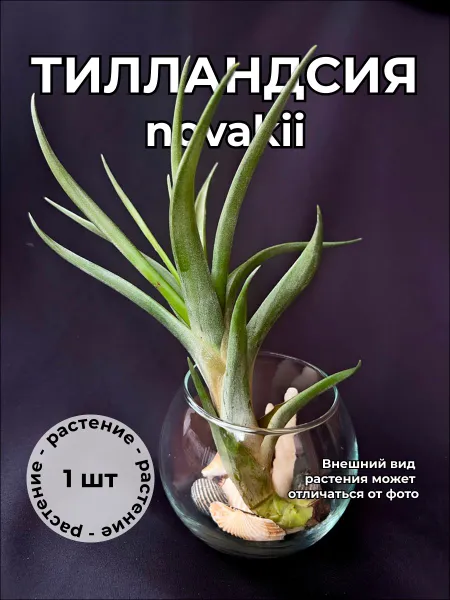 Тилландсия Новака (Tillandsia novakii) — живое растение