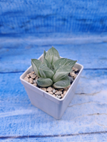 Haworthia Retusa Aurea var. (Хавортия)