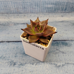 Echeveria Taurus (Эхеверия)