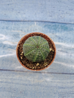 Euphoria Obesa (Эуфорбия)