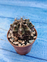 Gymnocalycium Friedrichii (Гимнокалициум)