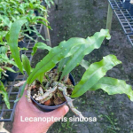 Леканоптерис L.SINUOSA (P16)