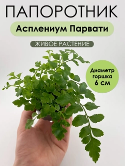 Асплениум Парвати. Папоротник живой комнатный