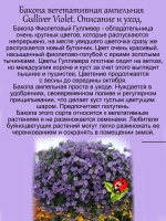 Бакопа Фиолетовый Гулливер ампельная