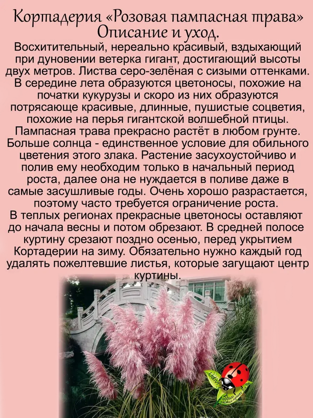 Злак Пампасная трава Розовое облако