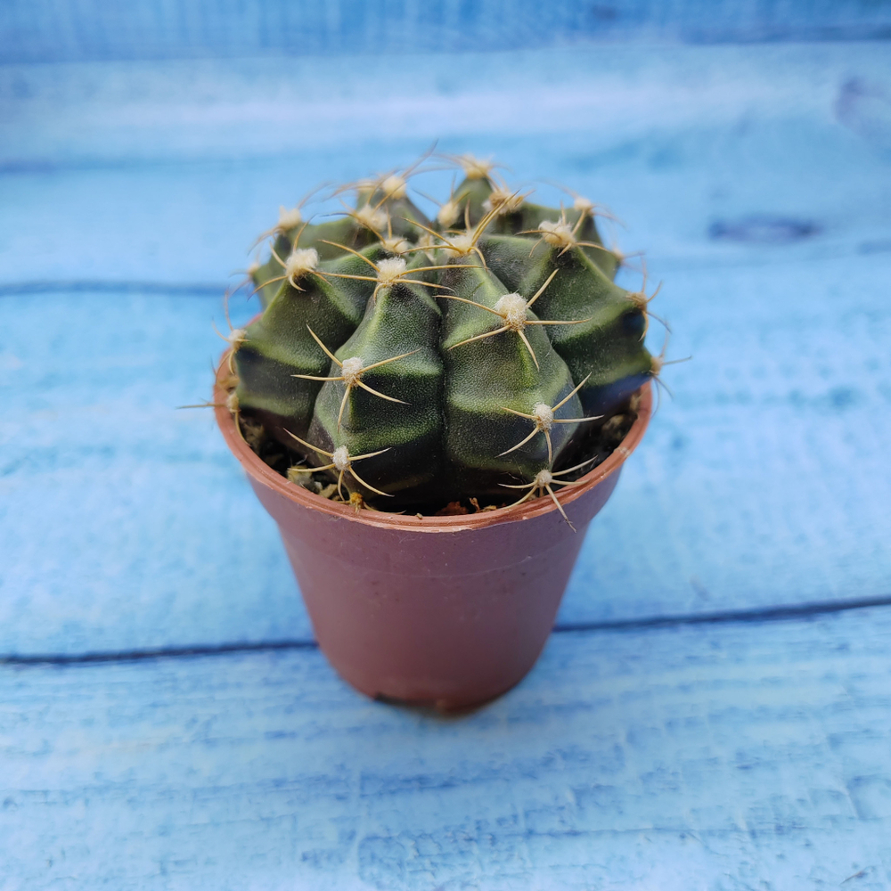 Gymnocalycium Friedrichii (Гимнокалициум)