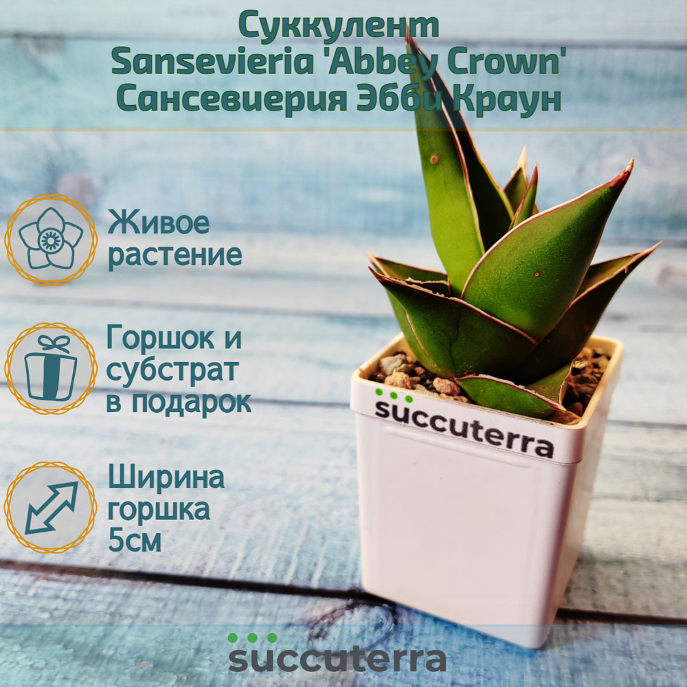 Sansevieria Abbey Crown (Сансевиерия)