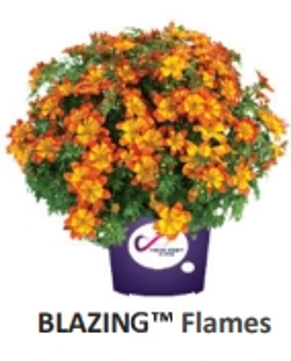 ЕВРО Биденс Blazing Flames укорененный ЕВРО черенок НАЧАЛО ЯНВАРЯ поставка 5