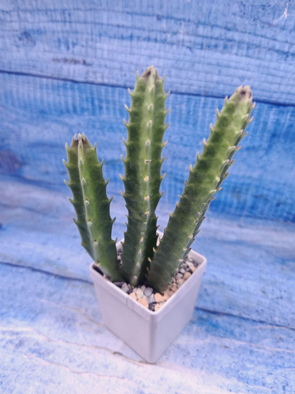 Stapelia Gigantea (Стапелия)