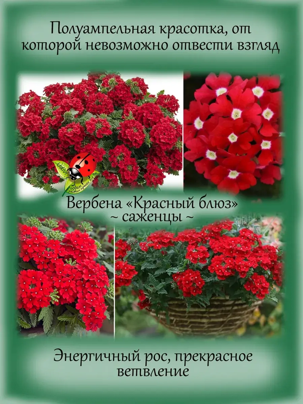 Вербена Красный блюз blues red вегетативная