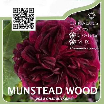 Роза английская парковая "Munstead Wood"