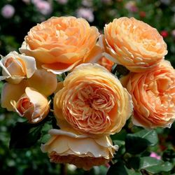 Краун Принцесс Маргарет (Crown Princess Margareta)