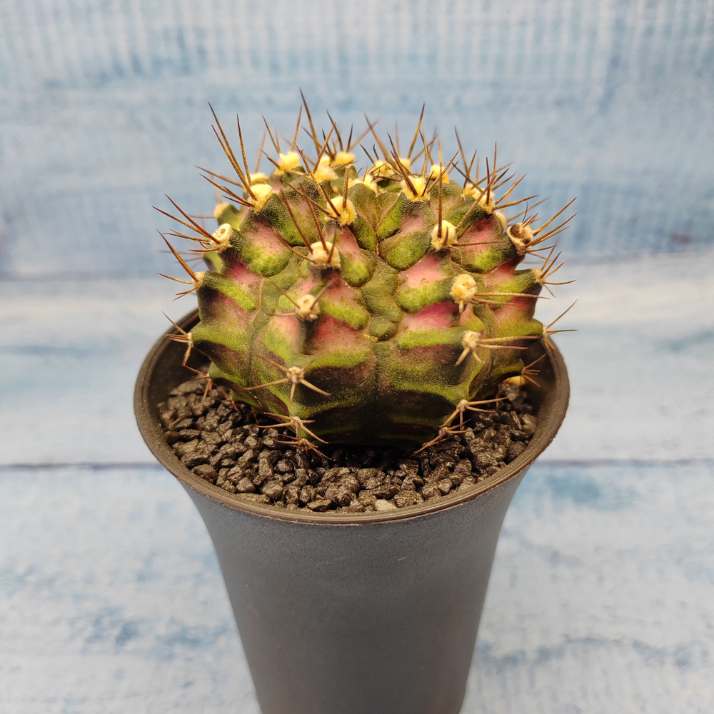 Gymnocalycium T-Rex Pink hybride (Гимнокалициум T-rex)