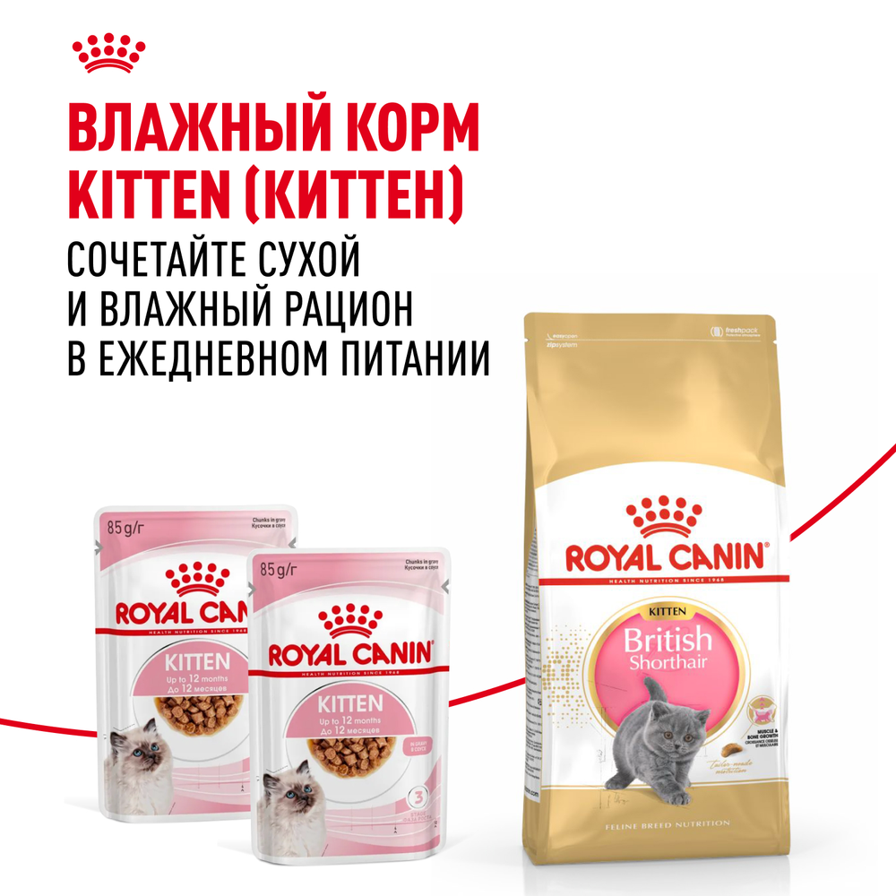 Royal Canin British Shorthair Kitten Киттен Британская короткошерстная Корм сухой сбалансированный для британских котят 10кг