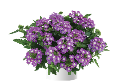 1561 Вербена VANESSA COMPACT Optik Lavender (Весна 2026)