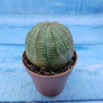 Euphorbia Obesa (Эуфорбия)