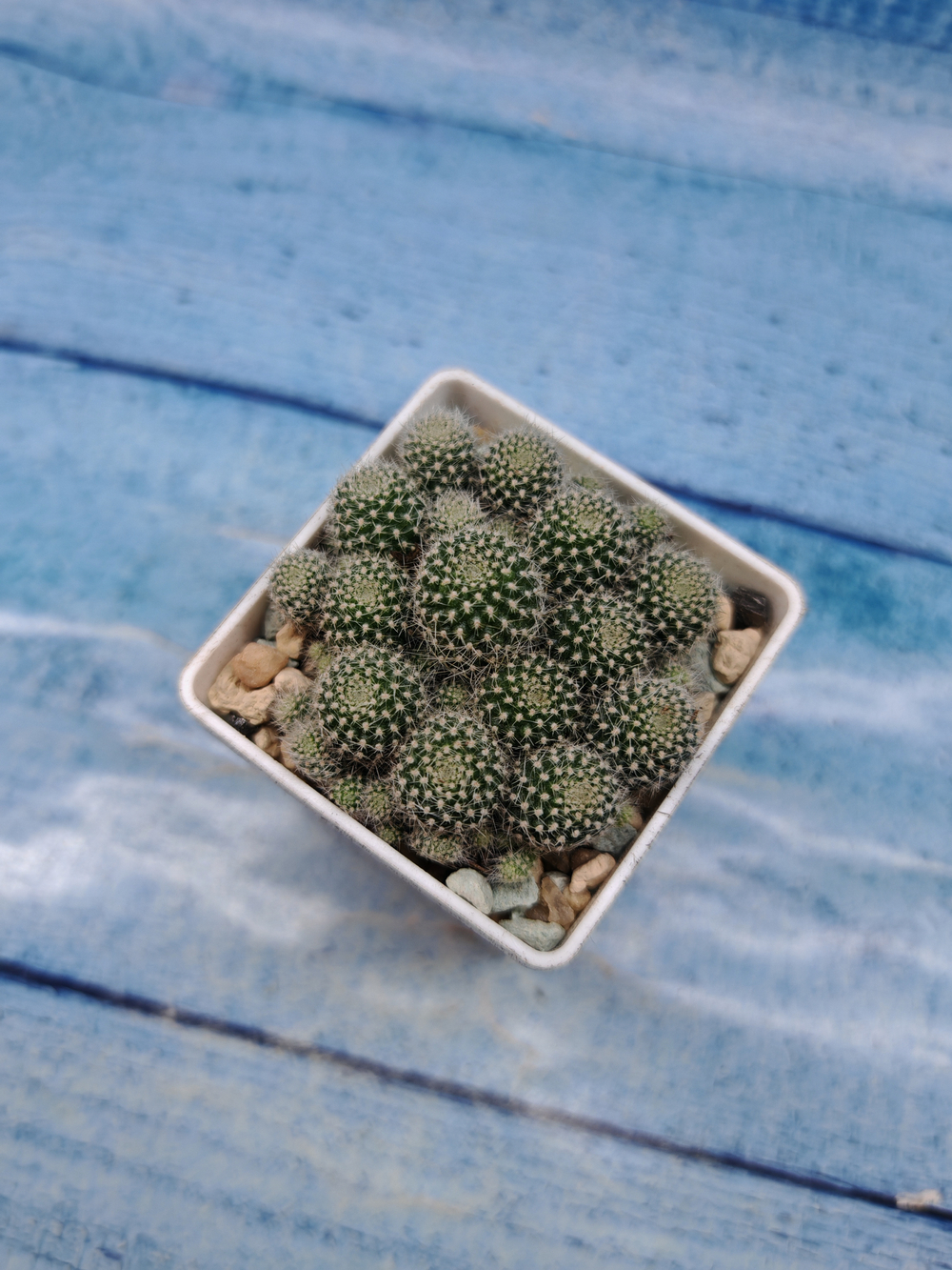 Rebutia Pulvinosa (Ребуция)