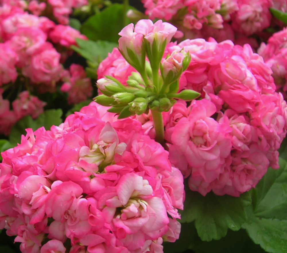 Пеларгония розебудная Grandeur Antic Rose ОКС укорененный черенок