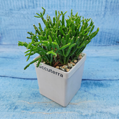 Rhipsalis Cereuscula (Рипсалис)