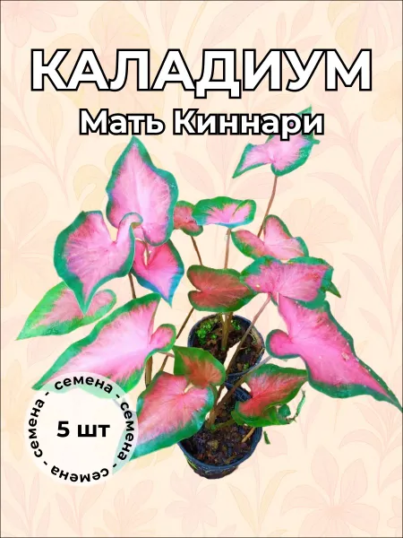 Каладиум Мать Киннари — семена, 5 шт.