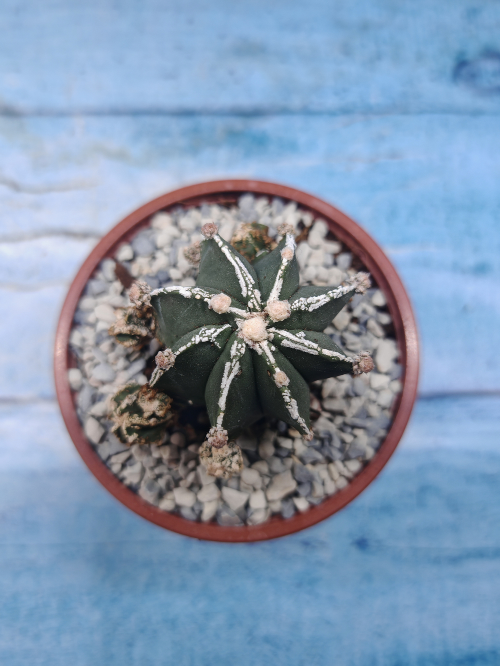 Astrophytum Myriostigma "Hakujo Fukuryu" (Астрофитум)