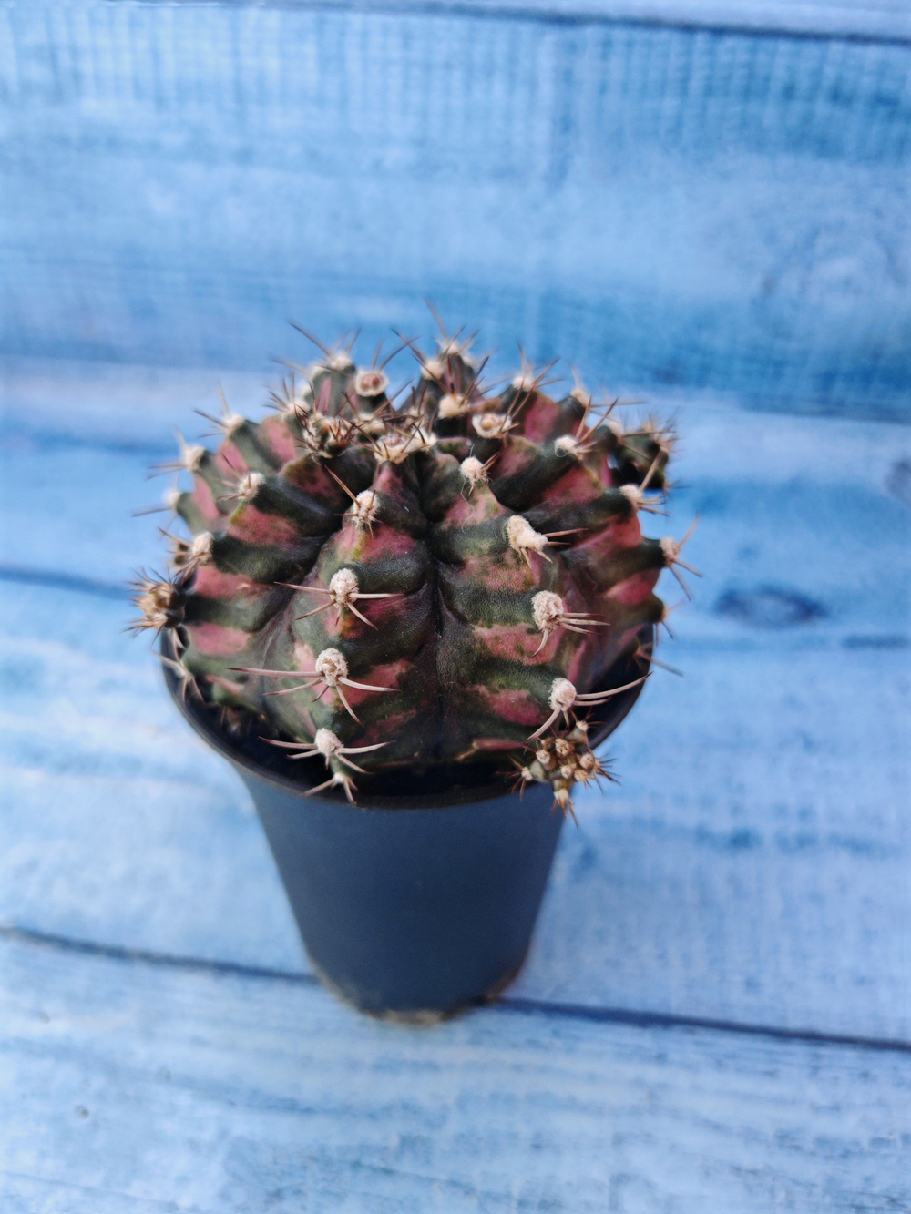 Gymnocalycium T-Rex Pink hybride (Гимнокалициум T-rex)