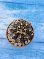 Gymnocalycium Friedrichii (Гимнокалициум)