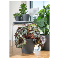 IKEA PERSILLADE  (ИКЕА ПЕРСИЛЛАДЕ)  -  Простыня, темно-серая, 19 см