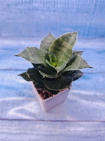 Sansevieria Mahanakorn (Сансевиерия)