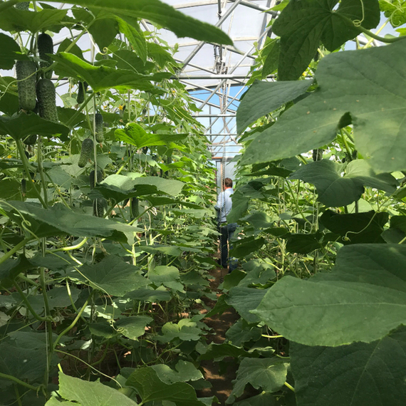 Трилоджи F1 семена огурца партенокарпического (Rijk Zwaan / ALEXAGRO) культура – фото 6