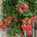 Комбертум индийский лиана – Quisqualis indicum creeper (20)