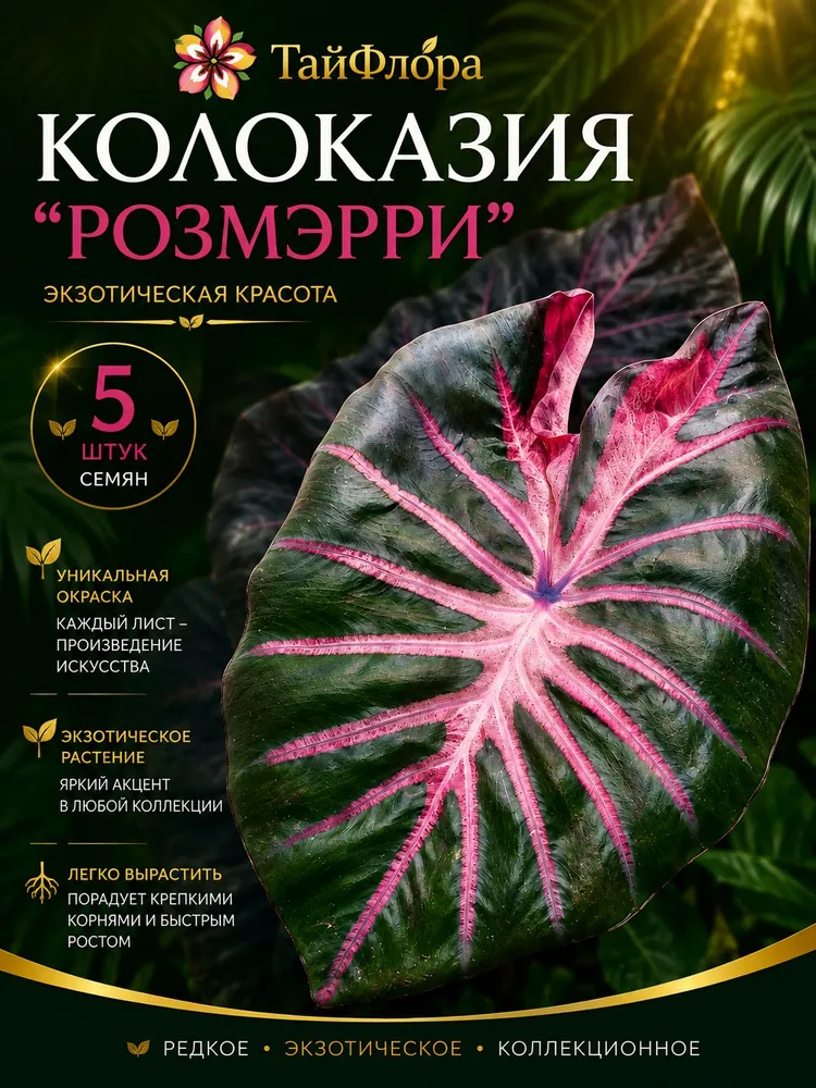 Колоказия "Розмэрри" семена 5 штук
