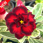 Адениум вариегатный WONDERFUL RED VAR (W47)