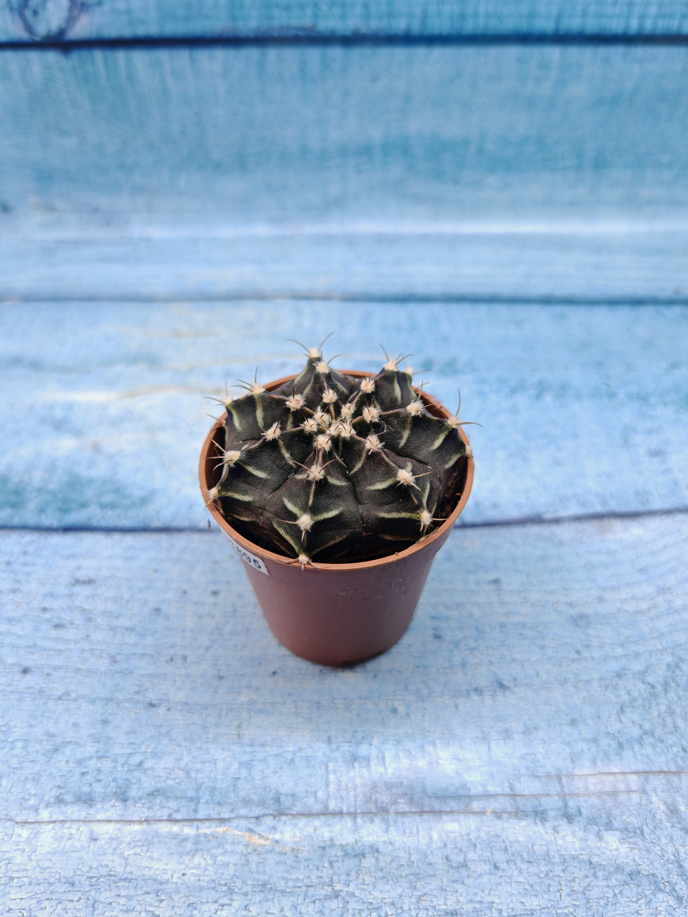 Gymnocalycium Friedrichii (Гимнокалициум)