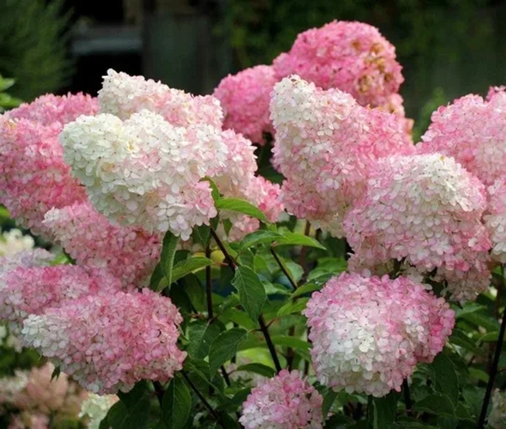 Ванилла Фрейз / Рени Hydrangea paniculata Vanille Fraise / Rehny