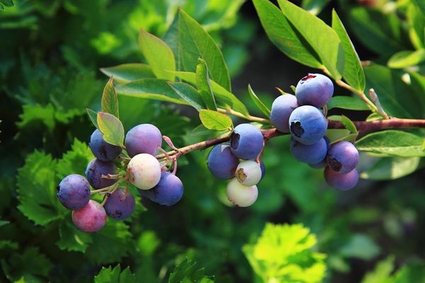 Где купить ягодные кустарники в Иркутске Где купить ягодные кустарники в Иркутске