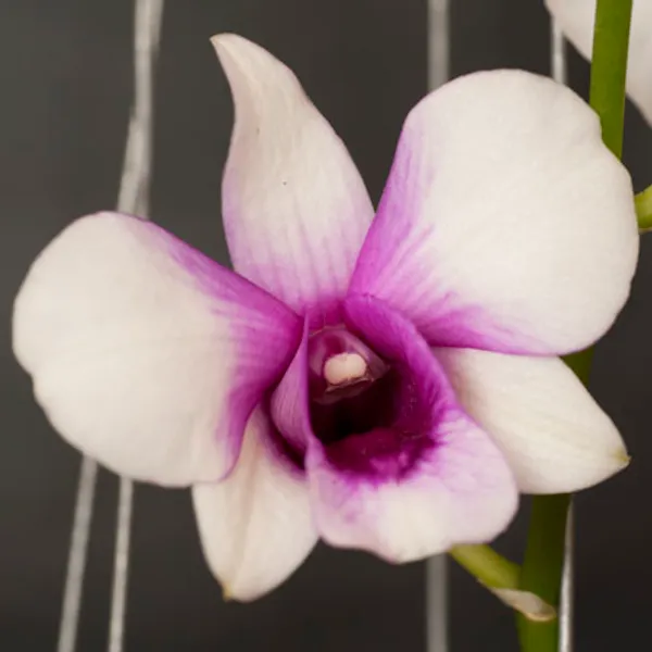 Орхидея Дендробиум (Dendrobium orchid) белая с фиолетовым
