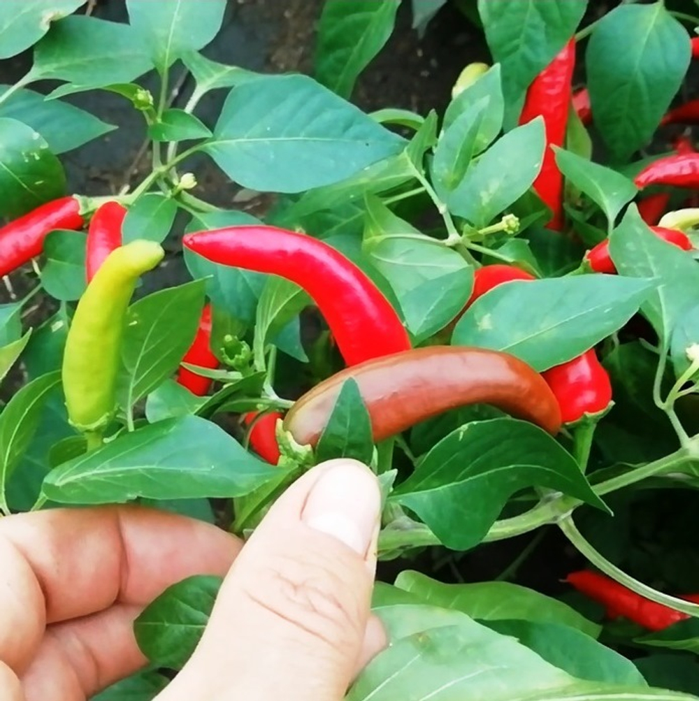 Перец Пепперони Итальянский Классический - Pepperoni Pepper