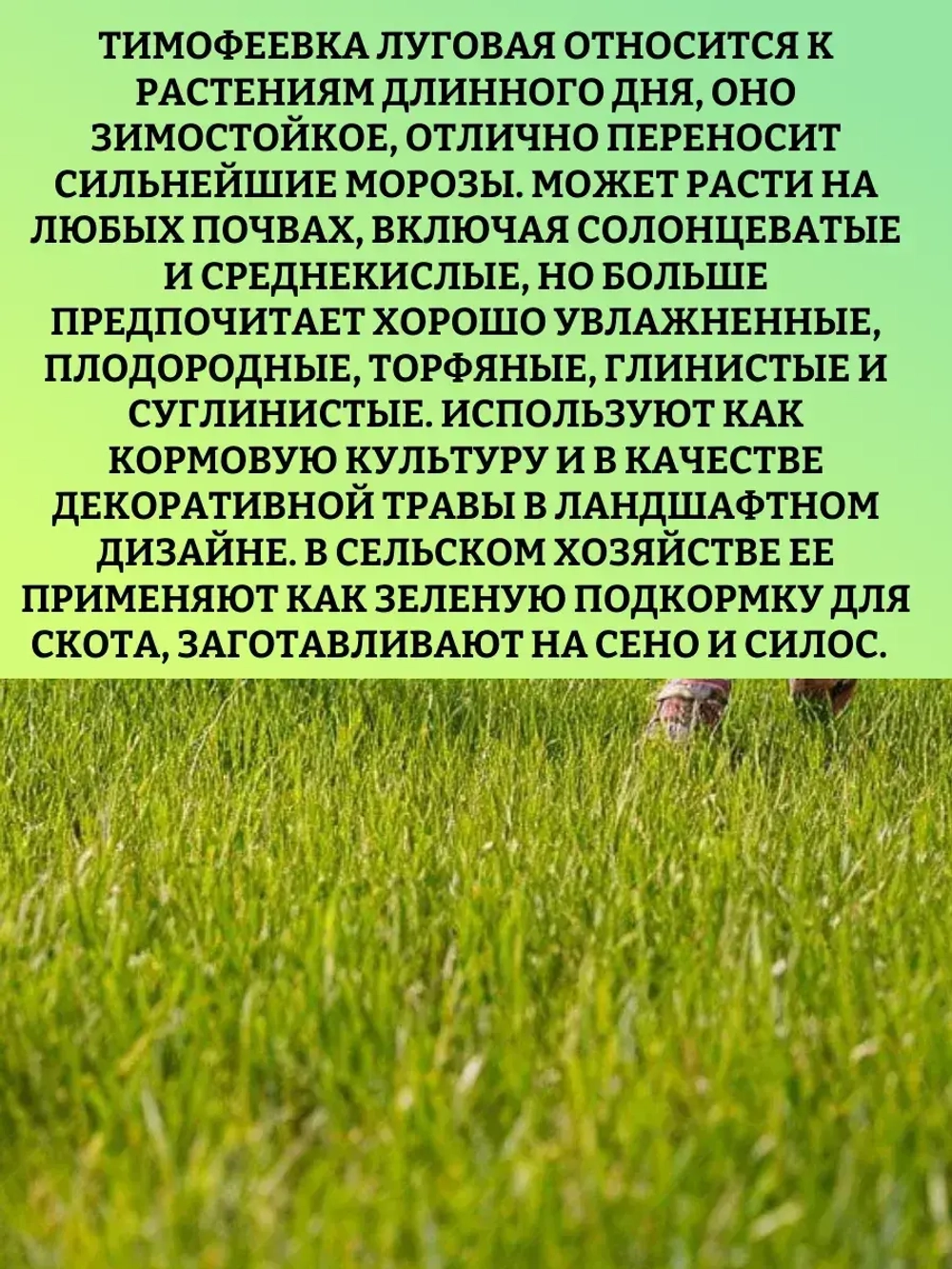Тимофеевка луговая (газон) - 1кг